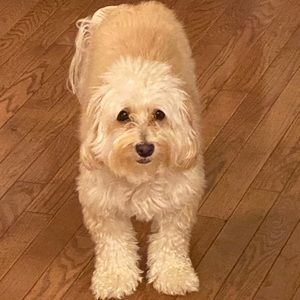 Meet your Posher, Wendell